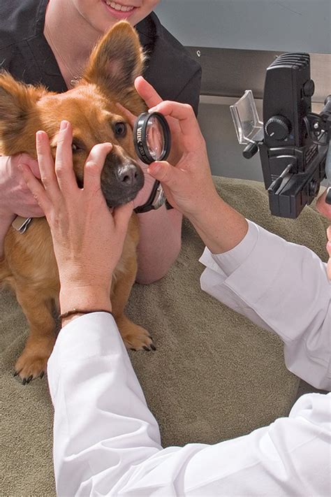 Eye care for animals - She is board certified in Veterinary Ophthalmology (Diplomate AVCO), licensed to practice in Kansas, Missouri and Illinois and a member of the AVMA, KVMA and KCVMA. In 2011, Dr. Hunkeler merged her practice with Eye Care for Animals and continues to practice in Lee’s Summit, Missouri, as well as Springfield, Missouri and Mission, Kansas.